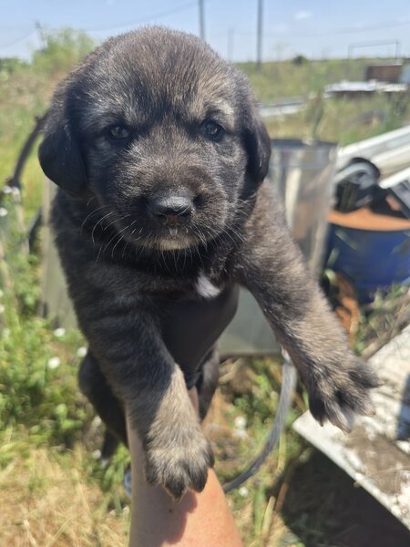 7 catelusi adorabili isi cauta caminul, donam,