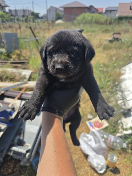 7 catelusi adorabili isi cauta caminul, donam,
