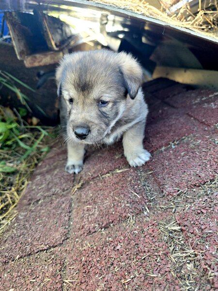 7 catelusi adorabili isi cauta caminul, donam,