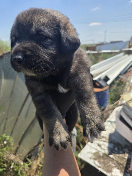 7 catelusi adorabili isi cauta caminul, donam,
