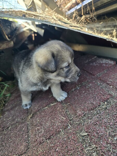 7 catelusi adorabili isi cauta caminul, donam,