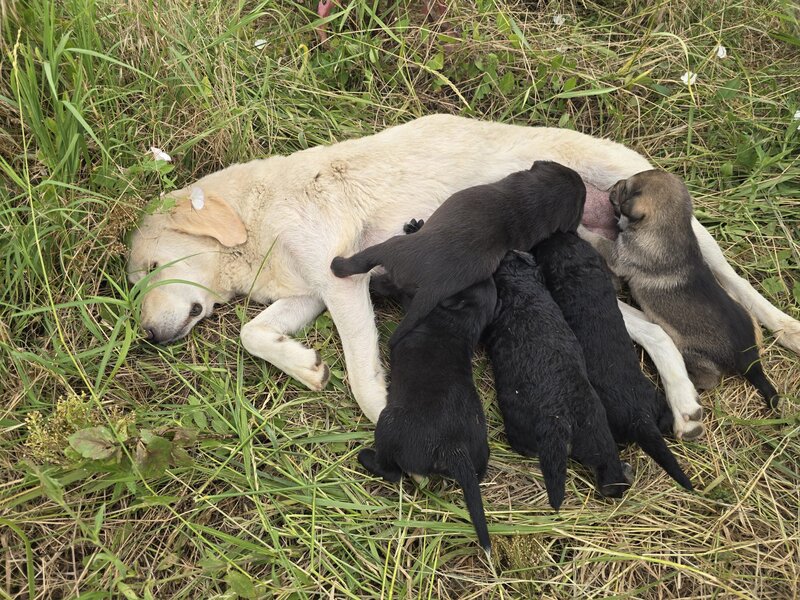 7 catelusi adorabili isi cauta caminul, donam,
