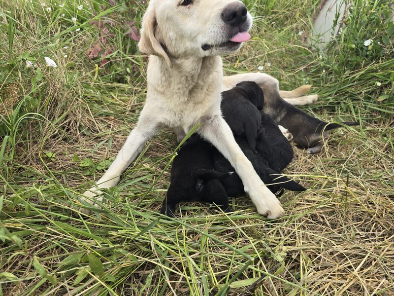 7 catelusi adorabili isi cauta caminul, donam,