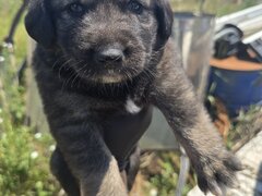 7 catelusi adorabili isi cauta caminul, donam