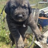 7 catelusi adorabili isi cauta caminul, donam