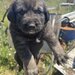 7 catelusi adorabili isi cauta caminul, donam,