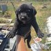 7 catelusi adorabili isi cauta caminul, donam,