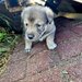 7 catelusi adorabili isi cauta caminul, donam,