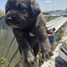 7 catelusi adorabili isi cauta caminul, donam,