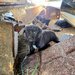 7 catelusi adorabili isi cauta caminul, donam,
