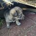 7 catelusi adorabili isi cauta caminul, donam,