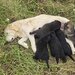 7 catelusi adorabili isi cauta caminul, donam,