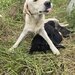 7 catelusi adorabili isi cauta caminul, donam,